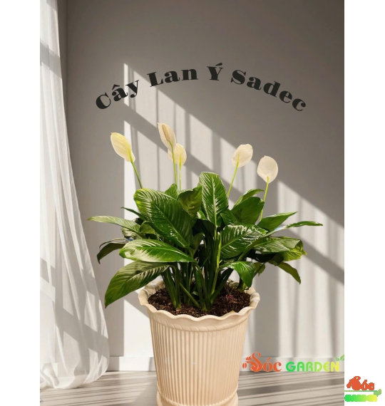 LAN Ý SADEC LÀM QUÀ TẶNG SANG TRỌNG - HIỆN ĐẠI 