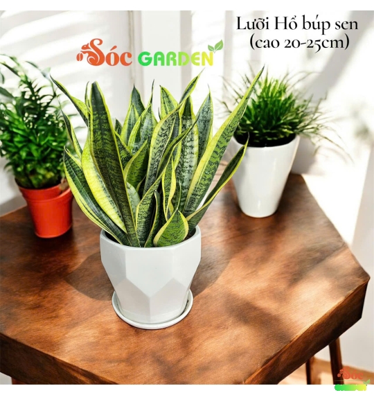 Cây Lưỡi Hổ Vàng (búp sen): Biểu Tượng Của Sự Bền Bỉ Và Tài Lộc