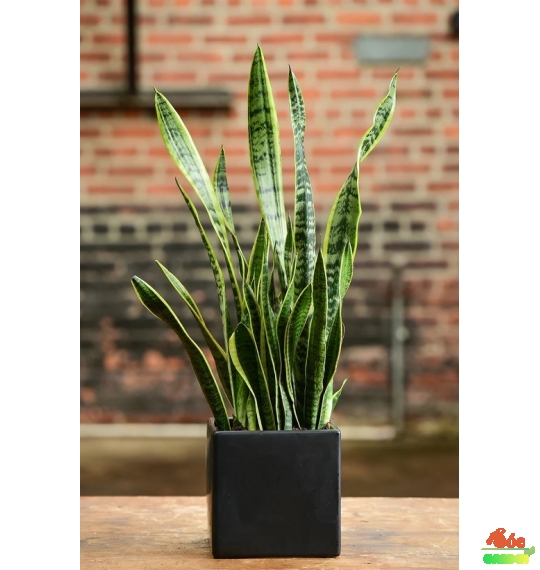 Chậu Xi Măng Đá Mài Vuông 30cmx30cm