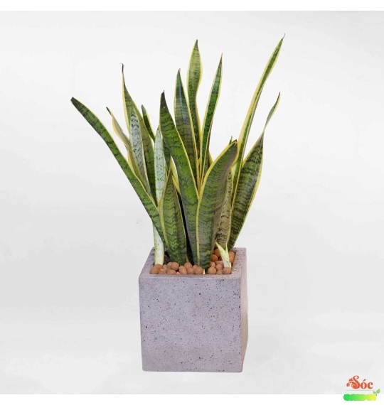 Cây Lưỡi Hổ Vàng (búp sen): Biểu Tượng Của Sự Bền Bỉ Và Tài Lộc