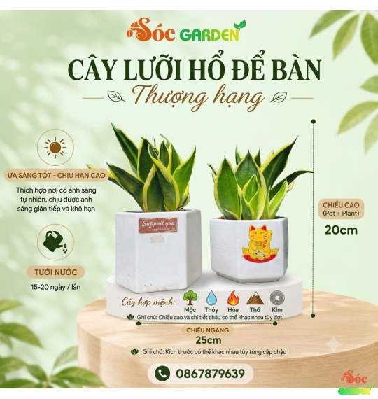 CÂY LƯỠI HỔ BIỂU TƯỢNG CỦA SỰ KIÊN CƯỜNG