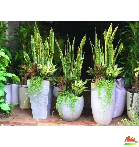 Cây Lưỡi Hổ Vàng (Thân cao): Biểu Tượng Của Sự Bền Bỉ Và Tài Lộc