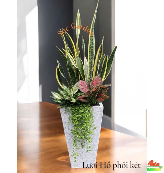 Lưỡi Hổ Phối Kết Làm Quà Tặng Đẹp