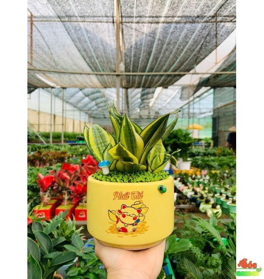 CÂY LƯỠI HỔ MINI – BIỂU TƯỢNG CỦA SỰ KIÊN CƯỜNG