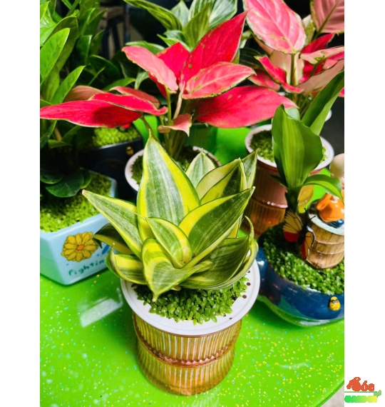Cây Lưỡi Hổ Mèo mini để bàn nhỏ nhắn đáng yêu