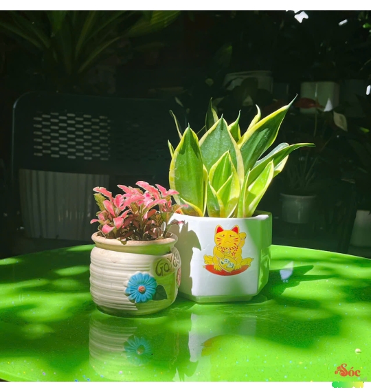 CÂY LƯỠI HỔ BIỂU TƯỢNG CỦA SỰ KIÊN CƯỜNG
