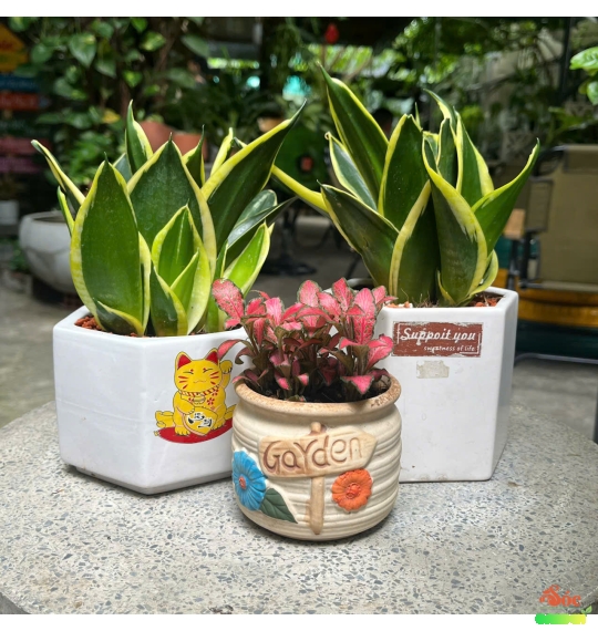 CÂY LƯỠI HỔ BIỂU TƯỢNG CỦA SỰ KIÊN CƯỜNG
