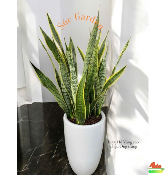 Cây Lưỡi Hổ Vàng (Thân cao): Biểu Tượng Của Sự Bền Bỉ Và Tài Lộc