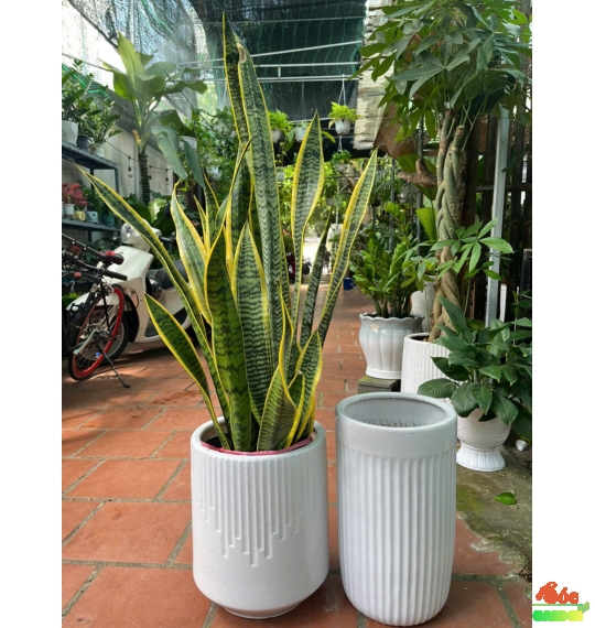 Chậu sứ ống trắng thấp bộ 3 cái