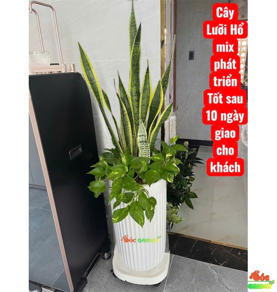 Lưỡi Hổ Phối Kết Làm Quà Tặng Đẹp