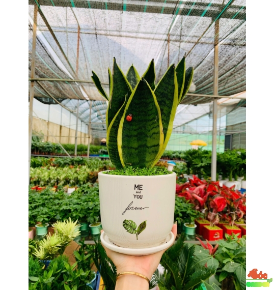 Cây Lưỡi Hổ Mèo mini để bàn nhỏ nhắn đáng yêu