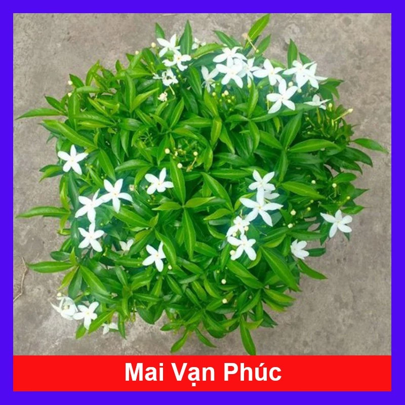 Cây Hoa Mai Vạn Phúc: Vẻ Đẹp Thanh Nhã Và Phong Thủy Tốt Lành