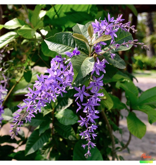 Cây Mai Thái Xanh gốc già 