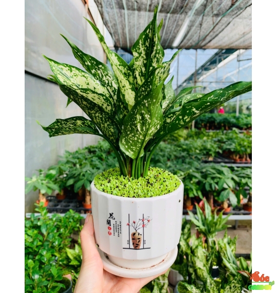 Cây Ngọc Ngân Để Bàn: Lựa Chọn Tuyệt Vời Cho Không Gian Sống Và Làm Việc