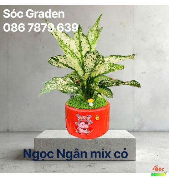 Cây Ngọc Ngân Để Bàn: Lựa Chọn Tuyệt Vời Cho Không Gian Sống Và Làm Việc