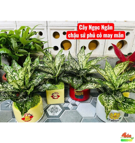 Cây Ngọc Ngân Để Bàn: Lựa Chọn Tuyệt Vời Cho Không Gian Sống Và Làm Việc