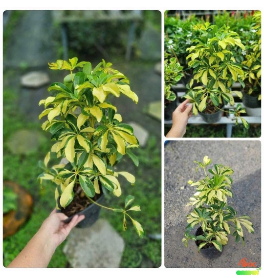 cây ngũ gia bì cẩm thạch — một loại cây cảnh phong thủy rất được ưa chuộng