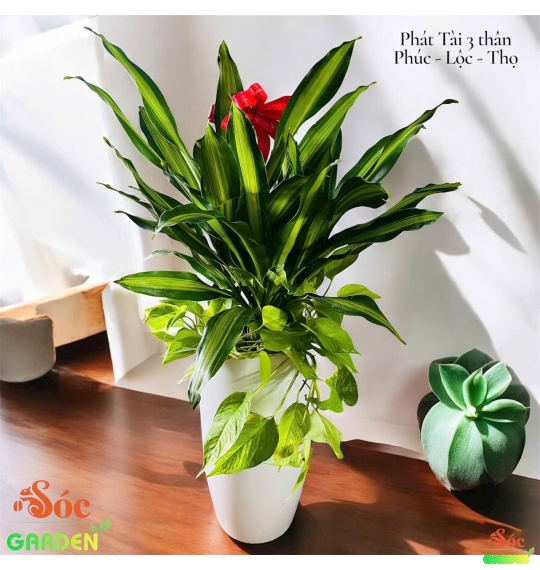 Cây Phát Tài Sọc Vàng 3 thân hiện đại - sang trọng