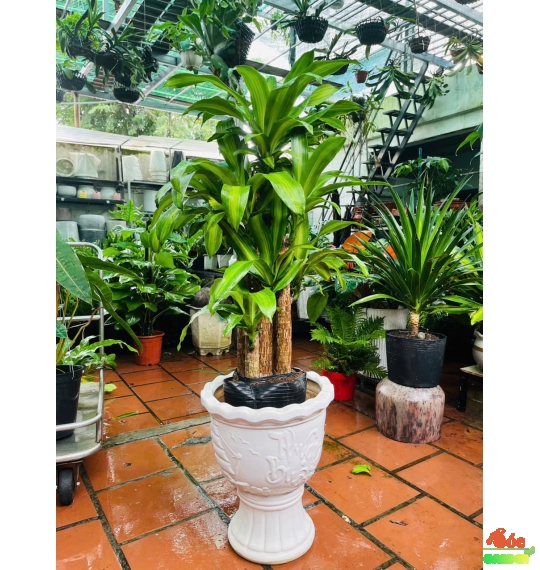 Cây Phát Tài Bộ size trung giá chỉ 250k rẻ nhất Bình Dương
