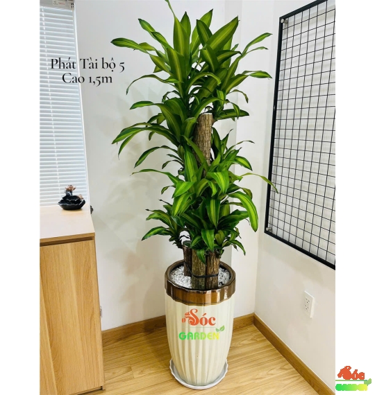 Cây Phát Tài Bộ rất thích hợp với gia chủ thuộc các tuổi Mão, Thân, Hợi