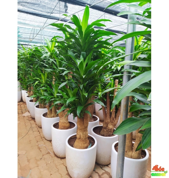 Cây Phát Tài Gốc