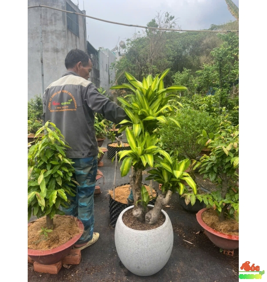 Cây Phát Tài Gốc sang trọng - xanh mát 