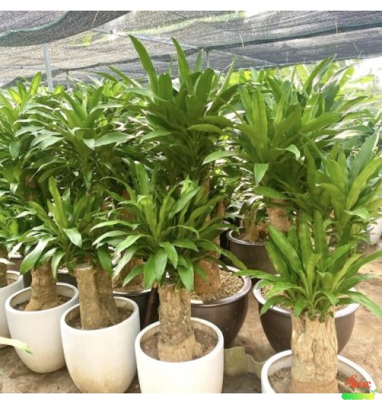 Cây Phát Tài Gốc