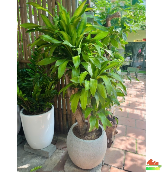 Cây Phát Tài Gốc Trang Trí Nội Thất Sang Trọng