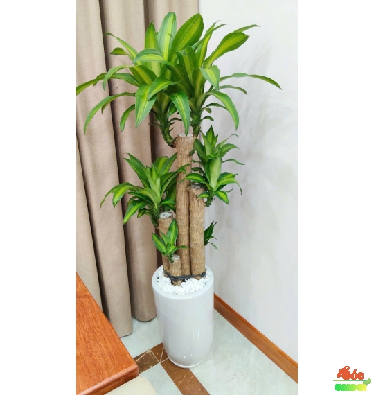 Cây Phát Tài Bộ size trung giá chỉ 250k rẻ nhất Bình Dương