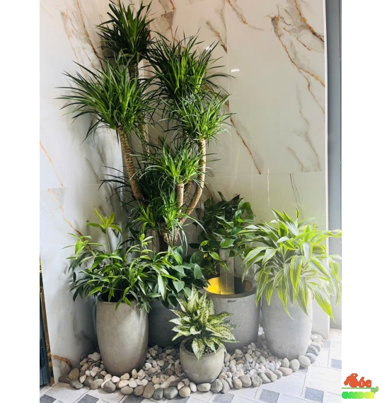 Cây Phát Tài Núi 5 Thân loại Cây Mang Đến Sự Thịnh Vượng