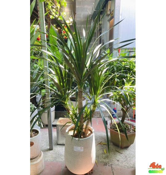 Cây Phát Tài Núi 3 thân hai tầng 