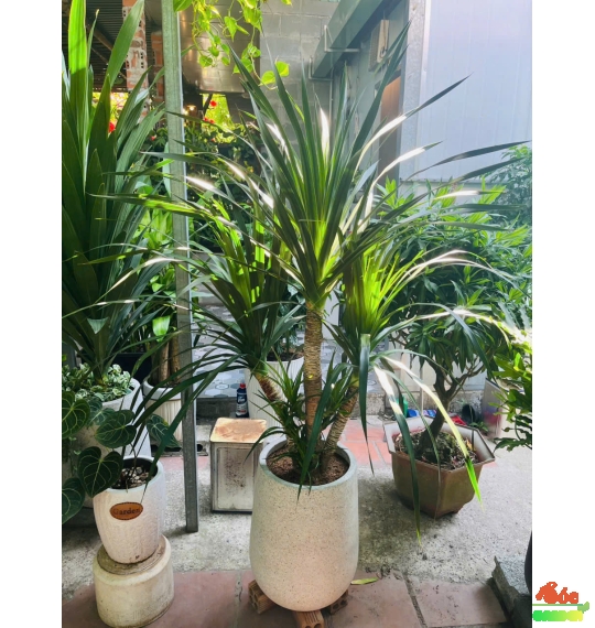 Cây Phát Tài Núi 3 thân hai tầng 