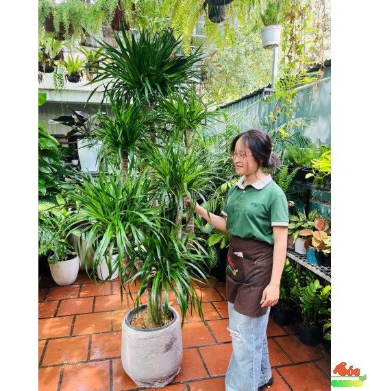 Cây Phát Tài Núi 5 Thân loại Cây Mang Đến Sự Thịnh Vượng