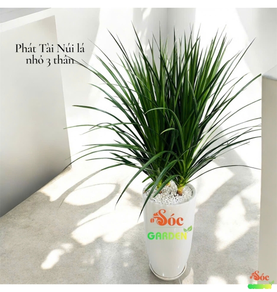 Cây Phát Tài Núi Lá Nhỏ (ba thân): Biểu Tượng Của Tài Lộc Và May Mắn