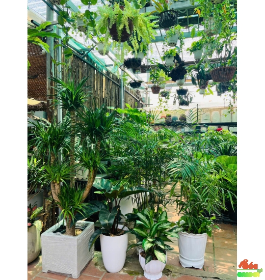 Cây Phát Tài Núi 5 Thân loại Cây Mang Đến Sự Thịnh Vượng