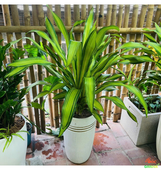 Cây Phát Tài Sọc Vàng 3 thân hiện đại - sang trọng