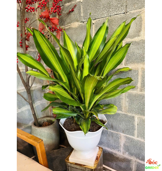 Cây Phát Tài Sọc Vàng 3 thân hiện đại - sang trọng