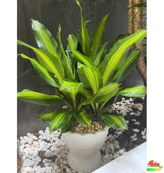 Cây Phát Tài Sọc Vàng 3 thân hiện đại - sang trọng