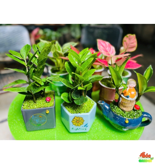 Cây Vạn Lộc Thái Để Bàn: Cây Cảnh Phong Thủy Thu Hút Tài Lộc và May Mắn