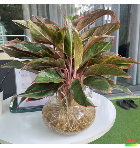 Cây Phú Quý để bàn mang lại tài lộc