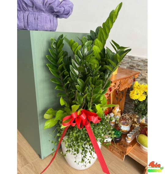 Cây Kim Tiền mix Đôla và Trầu Bà trồng Chậu sứ ống trắng 