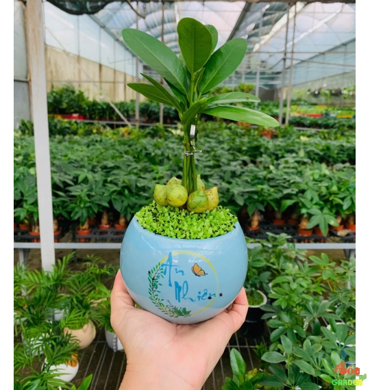 Cây Tài Lộc