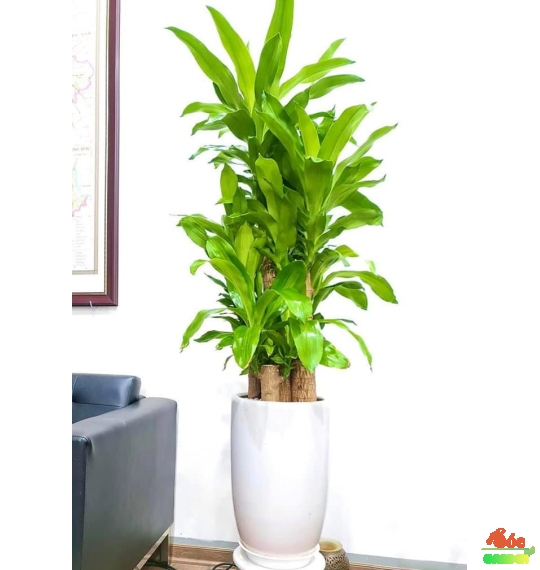 Cây Phát Tài Bộ 5 thân đẹp giá chỉ 280k