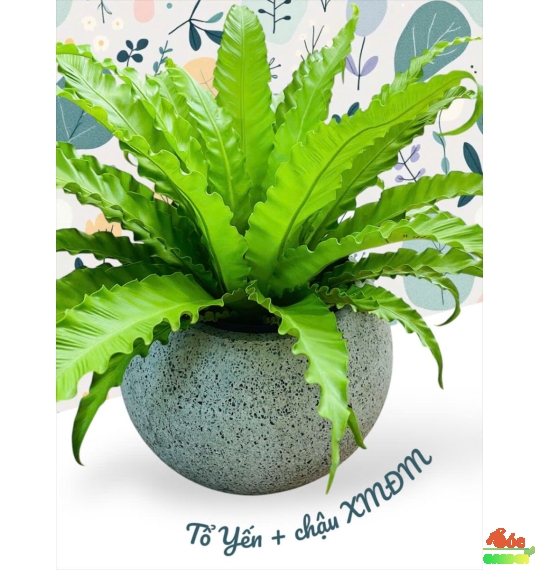 Chậu xi măng đá mài trái banh 55x47cm