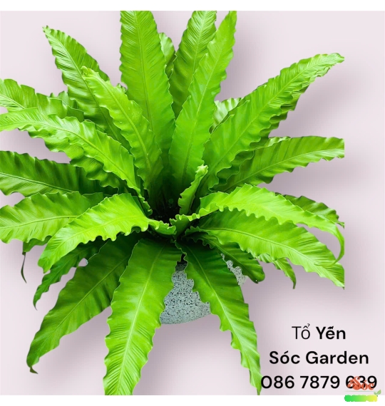  CÂY TỔ YẾN  – “LÁ BÙA PHONG THỦY” ĐÓN MAY MẮN & TÀI LỘC 