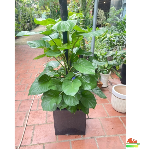 Chậu Xi Măng Đá Mài Vuông 30cmx30cm