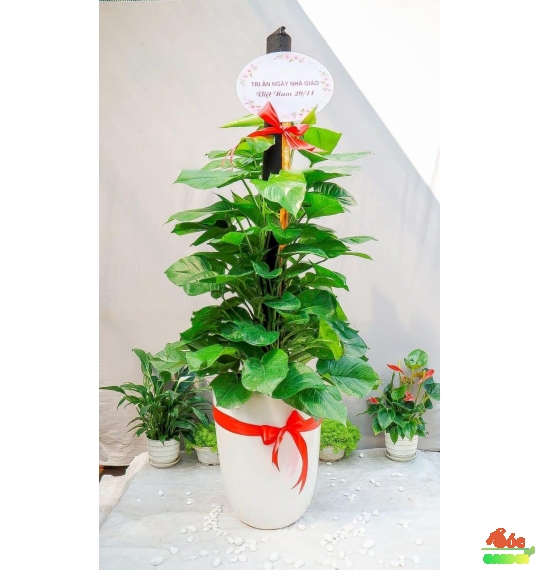 Cây Trầu Bà Cột – Bí Quyết Mang Lại Không Gian Xanh và Phong Thủy Tốt Lành