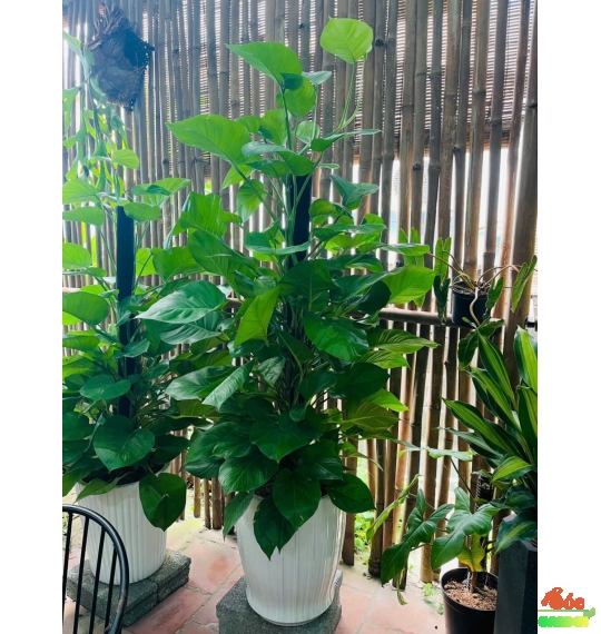 Cây Trầu Bà Cột – Bí Quyết Mang Lại Không Gian Xanh và Phong Thủy Tốt Lành