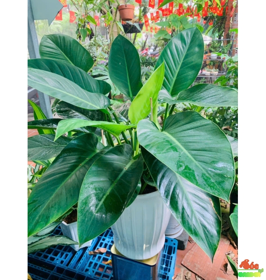 CÂY TRẦU BÀ ĐẾ VƯƠNG XANH – BIỂU TƯỢNG CỦA QUYỀN LỰC VÀ MAY MẮN