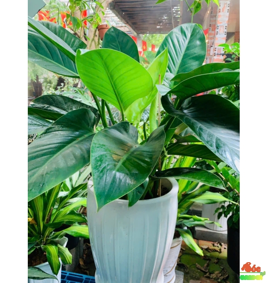 CÂY TRẦU BÀ ĐẾ VƯƠNG XANH – BIỂU TƯỢNG CỦA QUYỀN LỰC VÀ MAY MẮN